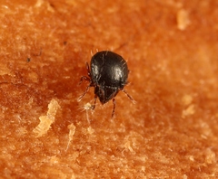 Tritegeus bisulcatus