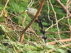 Phaenicophaeus viridirostris