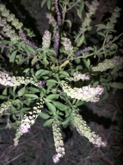 Ocimum americanum