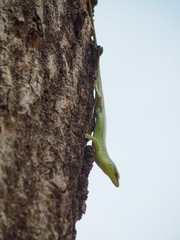 Lamprolepis smaragdina