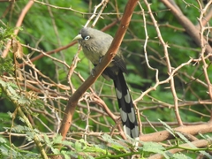 Phaenicophaeus viridirostris