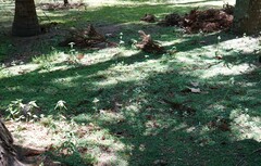 Chloraea membranacea