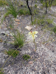 Moraea bituminosa