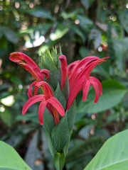 Pachystachys coccinea