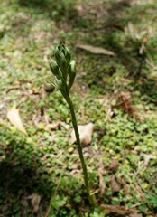 Chloraea membranacea