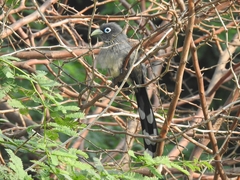 Phaenicophaeus viridirostris