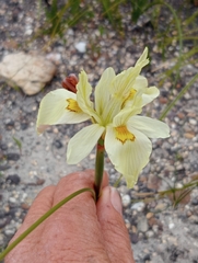 Moraea bituminosa