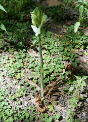 Chloraea membranacea