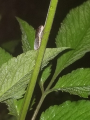 Paraulacizes irrorata
