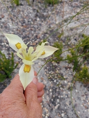 Moraea bituminosa