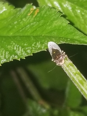 Paraulacizes irrorata