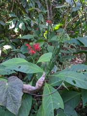 Pachystachys coccinea