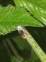Paraulacizes irrorata