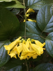 Anemopaegma setilobum