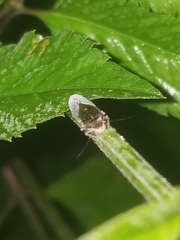 Paraulacizes irrorata
