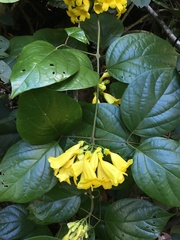 Anemopaegma setilobum