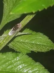 Paraulacizes irrorata