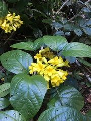 Anemopaegma setilobum