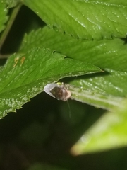 Paraulacizes irrorata