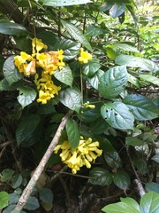 Anemopaegma setilobum