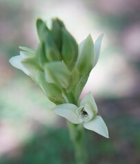 Chloraea membranacea