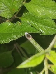 Paraulacizes irrorata