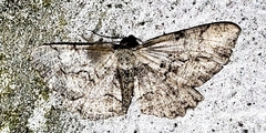 Cymatophora approximaria