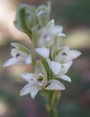 Chloraea membranacea