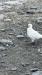 Chionis albus