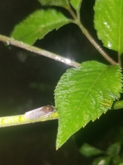 Paraulacizes irrorata