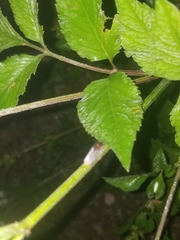Paraulacizes irrorata