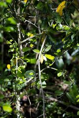 Monanthotaxis caffra