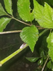 Paraulacizes irrorata