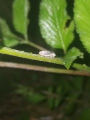 Paraulacizes irrorata