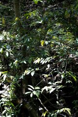 Monanthotaxis caffra