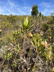 Leucadendron laureolum