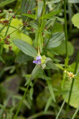Monopsis stellarioides