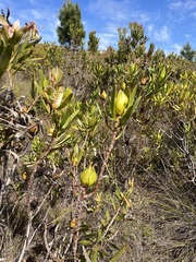Leucadendron laureolum