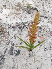 Disa reticulata