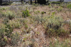 Podalyria sericea