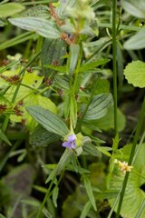 Monopsis stellarioides