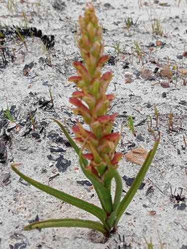 Image of Disa reticulata by (c) Stephen Smuts, some rights reserved (CC BY-SA)