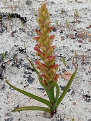 Disa reticulata