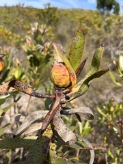 Leucadendron laureolum