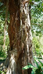 Ficus luschnathiana