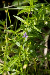 Monopsis stellarioides