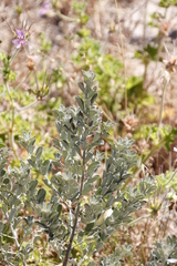 Podalyria sericea