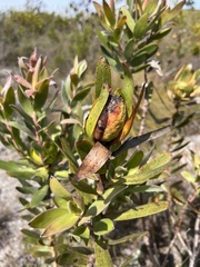 Leucadendron laureolum