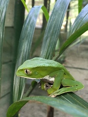 Phyllomedusa burmeisteri