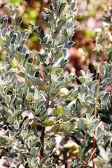 Podalyria sericea